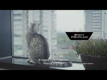 Сухий корм для стерилізованих кішок Purina Pro Plan Sterilised Adult з качкою та печінкою, 10 кг(7613036732727) | Фото 8