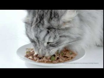 Purina One з індичкою та зеленою квасолею в соусі 85г (7613038273358) Purina One з індичкою та зеленою квасолею в соусі 85г (7613038273358) | Фото 8