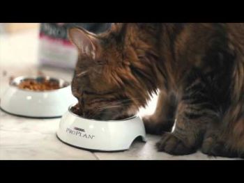 Сухий корм для кішок із захворюванням ШКТ Purina Pro Plan Veterinary Diets Gastrointestinal 5 кг (7613035163980) Сухий корм для кішок із захворюванням ШКТ Purina Pro Plan Veterinary Diets Gastrointestinal 5 кг (7613035163980) | Фото 15