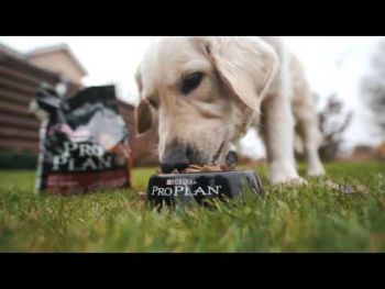 Purina Pro Plan Medium Sensitive ягня, 14 кг (7613035214774) | Фото 12