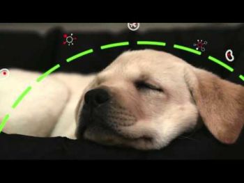 Сухий корм для цуценят дрібних порід Purina Pro Plan Puppy Small&Mini Optistart з куркою, 7 кг (7613035123366) Сухий корм для цуценят дрібних порід Purina Pro Plan Puppy Small&Mini Optistart з куркою, 7 кг (7613035123366) | Фото 9