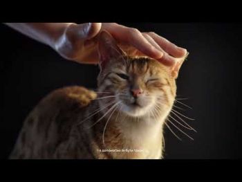 Purina Pro Plan Adult. З куркою, 85 г (3222270776431) Purina Pro Plan Adult. З куркою, 85 г (3222270776431) | Фото 10