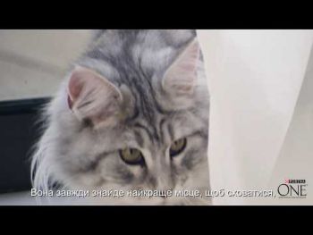 Purina One Adult Cat Chicken & WhlG 800 г (7613035467866) | Фото 7