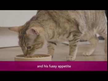 Purina Pro Plan Cat Delicate з ягням, 3 кг (7613035846708) | Фото 14