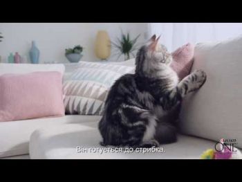 Purina ONE Junior з куркою та цільними злаками 450 г (8445290071972) | Фото 6