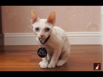 Purina Pro Plan Kitten Nutrisavour. З індичкою. Для кошенят, 85 г (7613036093453) | Фото 11