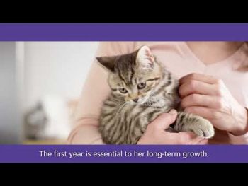 Purina Pro Plan ORIGINAL Kitten. З куркою, для кошенят 1.5кг (7613036505178) | Фото 8