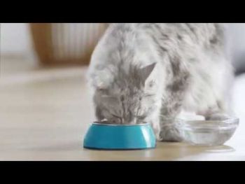 Purina One Steril Cat Salmon & Wheat 800 г (7613032756659) | Фото 10