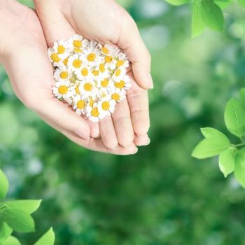 Гігієнічні прокладки NATURELLA Ultra Camomile Normal Single, ароматизовані 10 шт. (4015400125037) | Фото 5