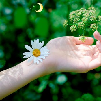 Гігієнічні прокладки NATURELLA Ultra Camomile Night Single, ароматизовані 7 шт. (4015400435846) | Фото 4