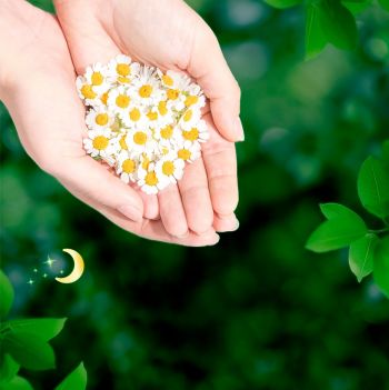 Гігієнічні прокладки NATURELLA Ultra Camomile Night Single, ароматизовані 7 шт. (4015400435846) | Фото 6