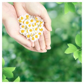 Гігієнічні прокладки NATURELLA Camomile Maxi Single, ароматизовані 8 шт. (4015400317999) Гігієнічні прокладки NATURELLA Camomile Maxi Single, ароматизовані 8 шт. (4015400317999) | Фото 8