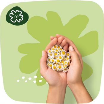 Прокладки гігієнічні Naturella Classic Maxi 16шт Прокладки гігієнічні Naturella Classic Maxi 16шт | Фото 8