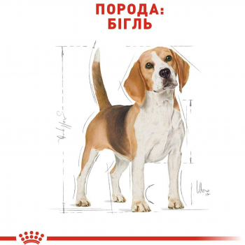 Сухий корм для собак породи Бігль Royal Canin Beagle Adult 3кг (3182550821766) Сухий корм для собак породи Бігль Royal Canin Beagle Adult 3кг (3182550821766) | Фото 3
