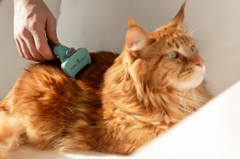 Фурмінатор для котів з довгою шерстю, FURminator розмір S (4048422141228) Фурмінатор для котів з довгою шерстю, FURminator розмір S (4048422141228) | Фото 4