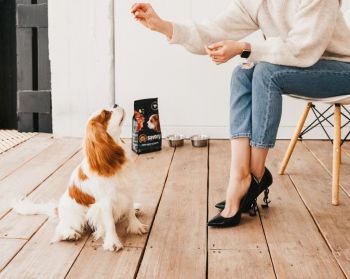 Сухий корм для цуценят Savory зі свіжим м'ясом індички та куркою 1кг(4820232630280) Сухий корм для цуценят Savory зі свіжим м'ясом індички та куркою 1кг(4820232630280) | Фото 6