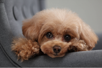 Фотоапарат CANON EOS R10 + RF 16 мм f/2.8 STM (5331C046RF16) Фотоапарат CANON EOS R10 + RF 16 мм f/2.8 STM (5331C046RF16) | Фото 20