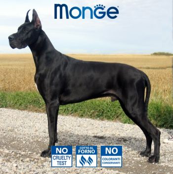 Вологий корм для собак Gemon Dog Maxi adult з яловичиною та рисом 1.25 кг (8009470387903) | Фото 2