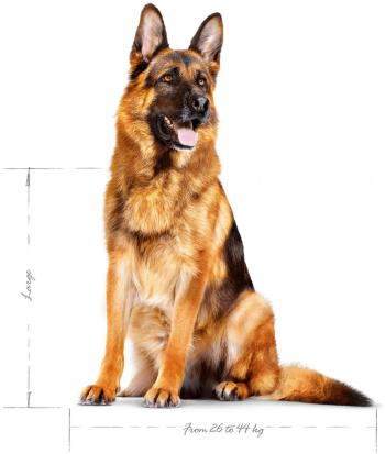 Сухий корм для собак Royal Canin Maxi Adult 5+ великих порід старше 5 років 15кг (3182550402316) Сухий корм для собак Royal Canin Maxi Adult 5+ великих порід старше 5 років 15кг (3182550402316) | Фото 3