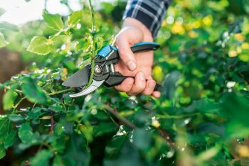 Купить секатор и сучкорез CELLFAST Ergo (41-020) | Фото 3