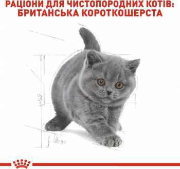 Сухий корм для кошенят породи Британська короткошерста Royal Canin Kitten British Shorthair 400г (3182550816526) Сухий корм для кошенят породи Британська короткошерста Royal Canin Kitten British Shorthair 400г (3182550816526) | Фото 4