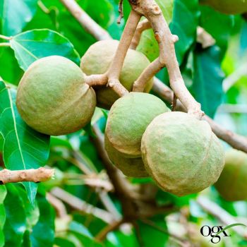 OGX Для зволоження і гладкості волосся з олією гавайського горіха 385 мл (0022796974211) | Фото 2