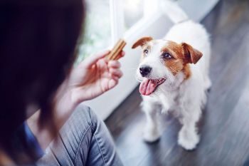 Ласощі для собак малих порід Purina DentaLife 115 г (7613035379817) Ласощі для собак малих порід Purina DentaLife 115 г (7613035379817) | Фото 8