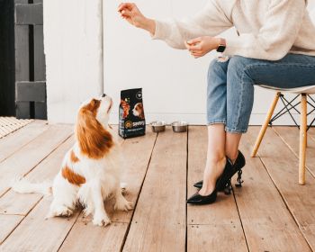 Сухий корм для цуценят Savory зі свіжим м'ясом індички та куркою 3кг (4820232630297) Сухий корм для цуценят Savory зі свіжим м'ясом індички та куркою 3кг (4820232630297) | Фото 7