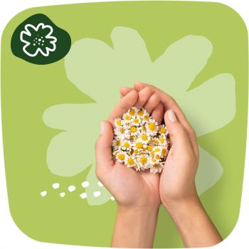 Прокладки гігієнічні Naturella Ultra Normal Plus Розмір 2 18шт | Фото 6