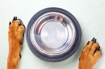 Підставка нековзна Trixie для собак, 2 миски 0,9л 16см (4011905252322) | Фото 3