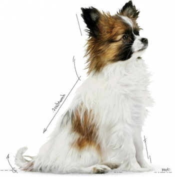 Вологий корм для цуценят Royal Canin X-Small Puppy 85г Вологий корм для цуценят Royal Canin X-Small Puppy 85г | Фото 3