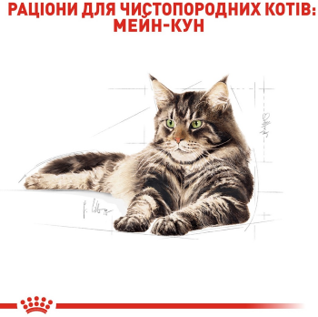 Сухий корм для котів породи Мейн-Кун Royal Canin Mainecoon Adult 2кг (3182550710640) | Фото 3