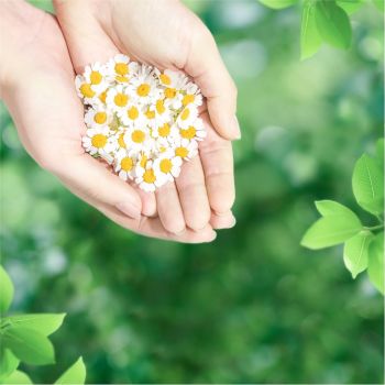 Гігієнічні прокладки NATURELLA Ультра ароматизовані Camomile Нормал Duo 20шт (8001090585592) | Фото 6