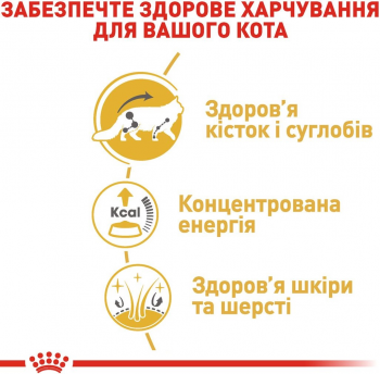 Вологий корм для котів породи Мейн-Кун Royal Canin Mainecoon Adult 85г | Фото 4