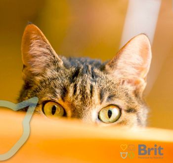Brit Premium by Nature Cat Sterilised 1,5 kg курка (8595602553150) | Фото 2
