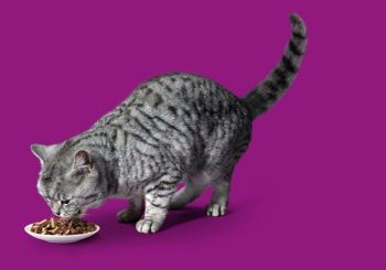 WHISKAS для дорослих котiв з тунцем 800г (5900951305269) | Фото 7