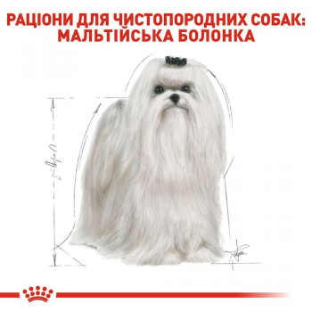 Сухий корм для собак породи Мальтійська болонка Royal Canin Maltese Adult 1.5кг Сухий корм для собак породи Мальтійська болонка Royal Canin Maltese Adult 1.5кг | Фото 7