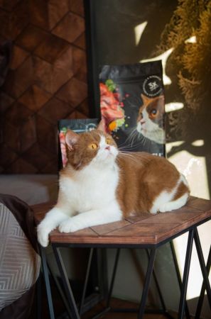 Сухий корм для кішок з чутливим травленням Savory зі свіжим м'ясом ягняти та індички 400 г (4820232630075) | Фото 5