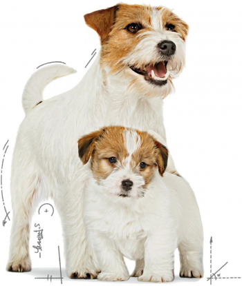 Вологий корм Royal Canin Starter Mother & BabyDog Mousse в період лактації та цуценят 195 г Вологий корм Royal Canin Starter Mother & BabyDog Mousse в період лактації та цуценят 195 г | Фото 2