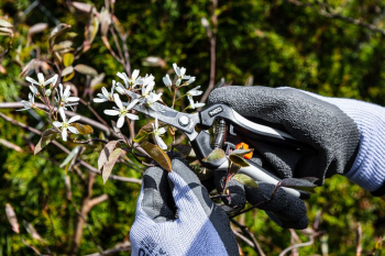 Купить секатор и сучкорез Секатор площинний Neo Tools, d леза 18мм, 200мм, 120г (15-207) | Фото 7