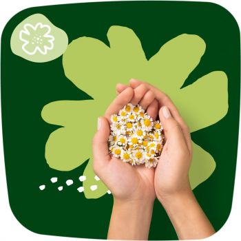 Прокладки гігієнічні NATURELLA Classic Night 7 шт (4015400437543) Прокладки гігієнічні NATURELLA Classic Night 7 шт (4015400437543) | Фото 7