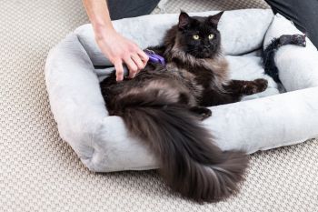 Фурмінатор для котів з довгою шерстю, FURminator розмір L (4048422141280) Фурмінатор для котів з довгою шерстю, FURminator розмір L (4048422141280) | Фото 3