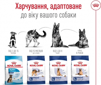 Сухий корм для собак Royal Canin Maxi Adult 5+ великих порід старше 5 років 15кг (3182550402316) Сухий корм для собак Royal Canin Maxi Adult 5+ великих порід старше 5 років 15кг (3182550402316) | Фото 5