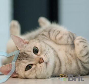 Сухий корм для стерилізованих котів Brit Premium by Nature Cat Sterilized Lamb з ягням 8 кг (8595602553242) Сухий корм для стерилізованих котів Brit Premium by Nature Cat Sterilized Lamb з ягням 8 кг (8595602553242) | Фото 8