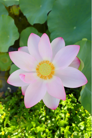 Фотоапарат CANON EOS R10 + RF 16 мм f/2.8 STM (5331C046RF16) Фотоапарат CANON EOS R10 + RF 16 мм f/2.8 STM (5331C046RF16) | Фото 22