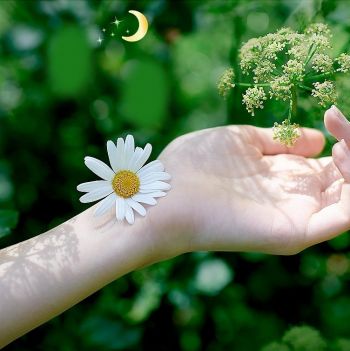 Гігієнічні прокладки NATURELLA Ultra Night, 14 шт (8001090585394) | Фото 2