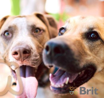 Сухой корм для щенят мініатюрних порід Brit Care Mini Grain Free Puppy 7 кг (8595602520152) Сухой корм для щенят мініатюрних порід Brit Care Mini Grain Free Puppy 7 кг (8595602520152) | Фото 3