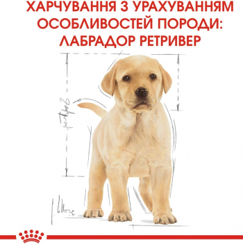 Сухий корм для цуценят породи Лабрадор-ретрівер Royal Canin Labrador Puppy 12кг Сухий корм для цуценят породи Лабрадор-ретрівер Royal Canin Labrador Puppy 12кг | Фото 3