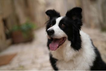 Фотоапарат  SONY Alpha a7CR Body Silver (ILCE7CRS.CEC) | Фото 3