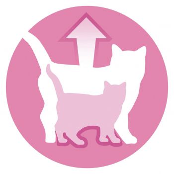 Вологий корм для кошенят Purina One з лососем та морквою в соусі 85 г(7613038224466) | Фото 2